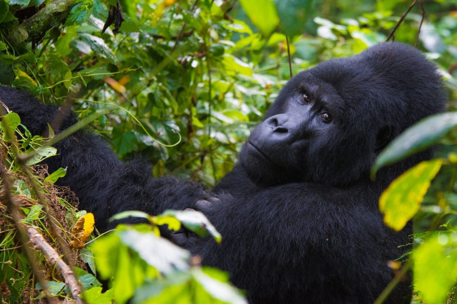 Everything You Need to Know About Gorilla Permits in Bwindi Impenetrable National Park 2 Gorilla Trekking Safaris