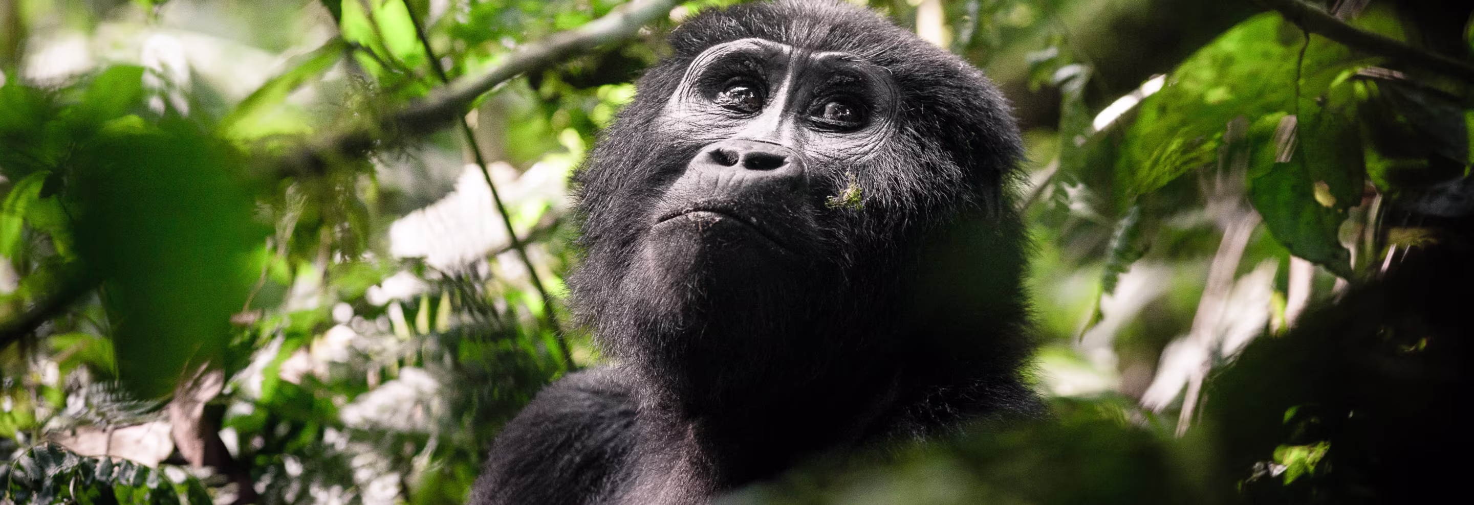 Gorilla Trekking in Uganda 8 Gorilla