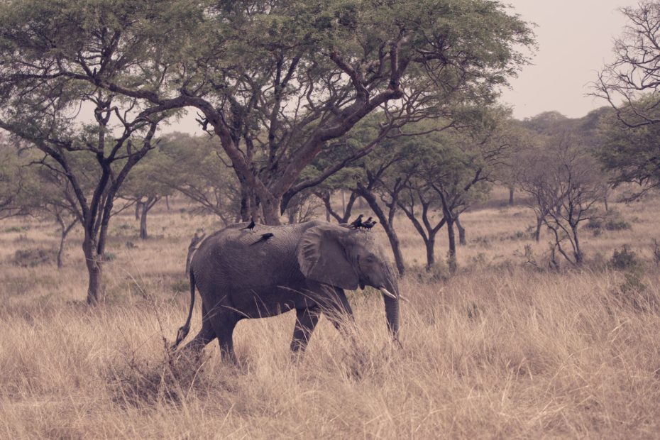 Uganda Visa Guide 2026: How to Apply Online, Visa Types, Fees, Requirements & Travel Tips 4 Uganda Adventure Safaris