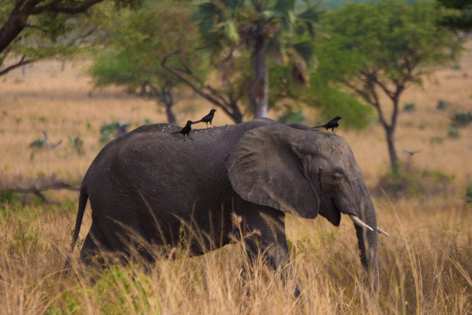 Explore Uganda’s National Parks – Where Nature Roars and Beauty Thrives 6 Explore Uganda’s National Parks