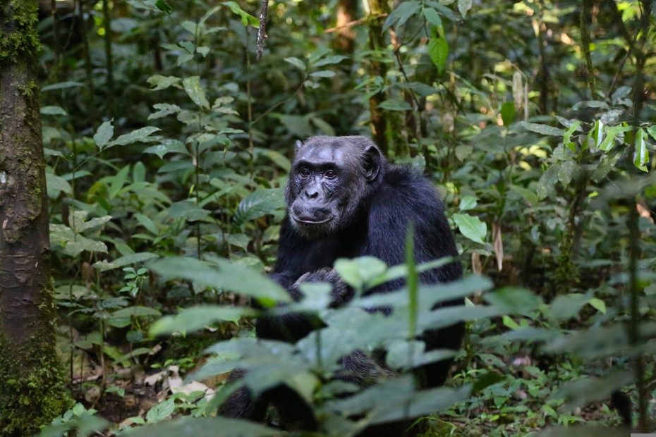 Chimpanzee Habituation in Uganda 5 chimpanzee Safaris Uganda