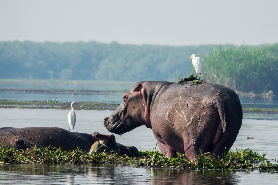 Explore Uganda's National Parks 3 Uganda Wildlife