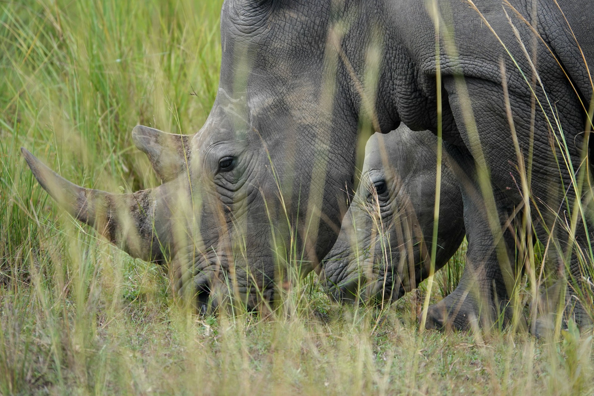 Ziwa Rhino Sanctuary Uganda: Rhino Tracking, Costs & Travel Guide 7 Ziwa Rhino Sanctuary Uganda