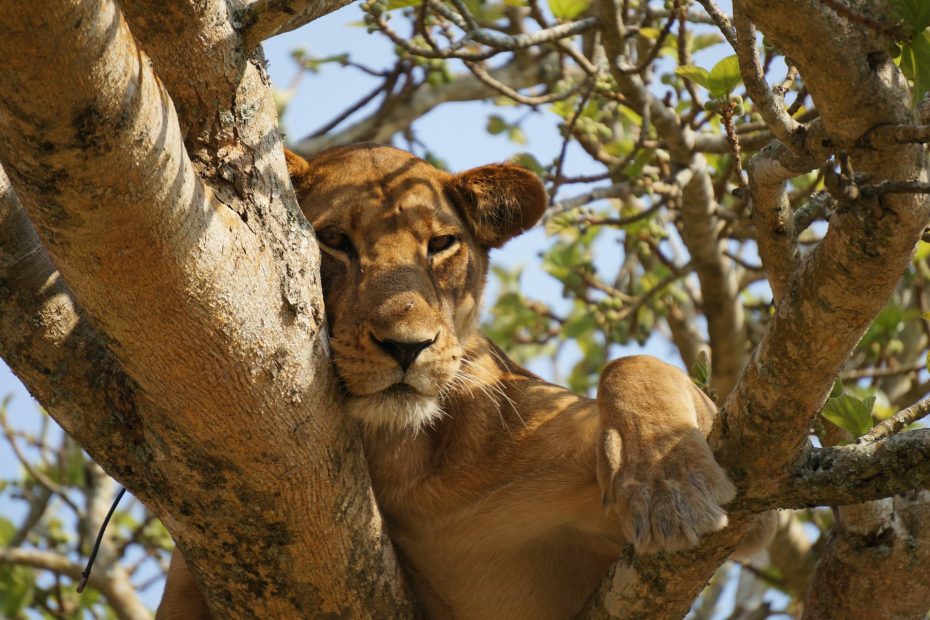 Tree-Climbing Lions of Uganda: A Rare Safari Encounter in Ishasha 1 Tree Climbing Lions of Uganda